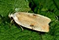 Agonopterix nervosa